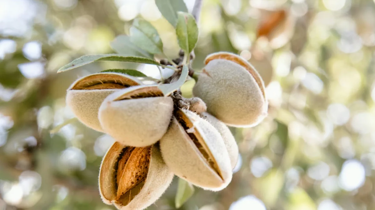 A Guide to Skincare Acids: Understanding AHAs and BHAs
