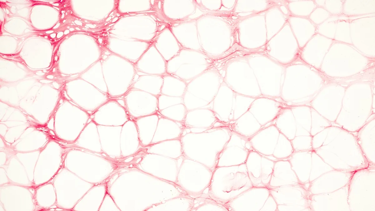 The Science of Cellular Longevity for Mature Skin